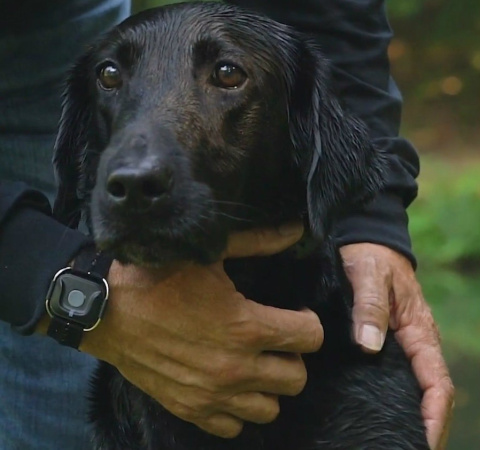 obroża elektryczna Dogtra ARC Handsfree niebieski obroża elektryczna Dogtra ARC Handsfree niebieski
