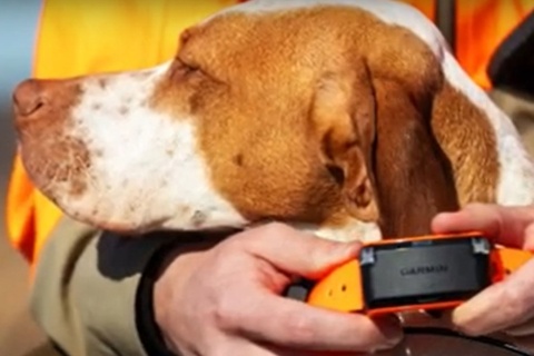 GPS dla psa Garmin Alpha LTE Urządzenie do śledzenia psów z komórkową technologią LTE GPS dla psa Garmin Alpha LTE Urządzenie do śledzenia psów z komórkową technologią LTE